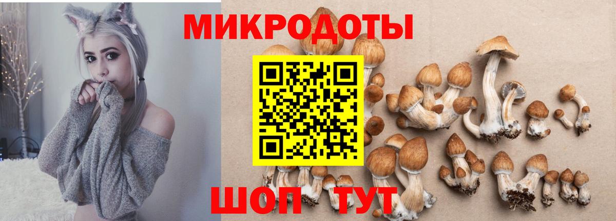 Псилоцибиновые грибы мицелий Горячий Ключ